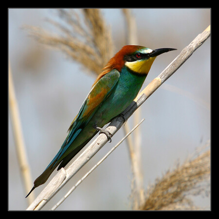 Bee-eater - Merops apiaster