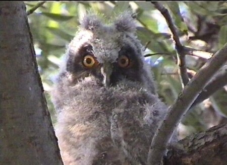 Мой друг Борис (3GL)