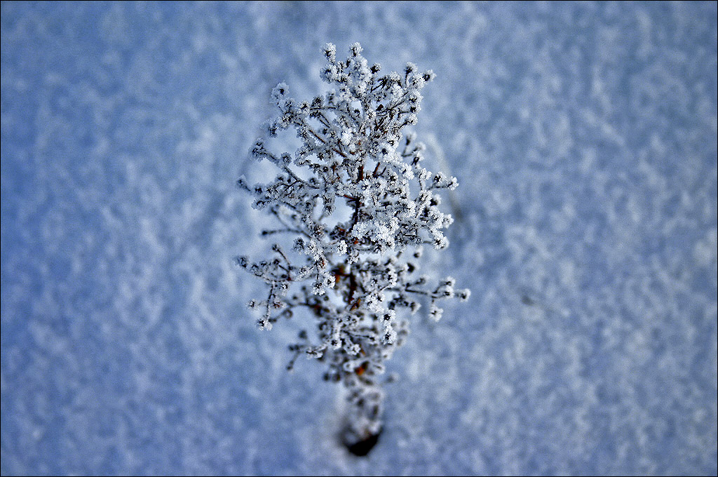 treeOfDesires
