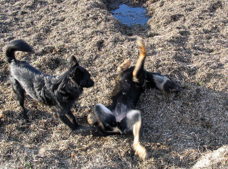 Я плакаль весь...