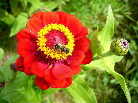 Обручальное кольцо