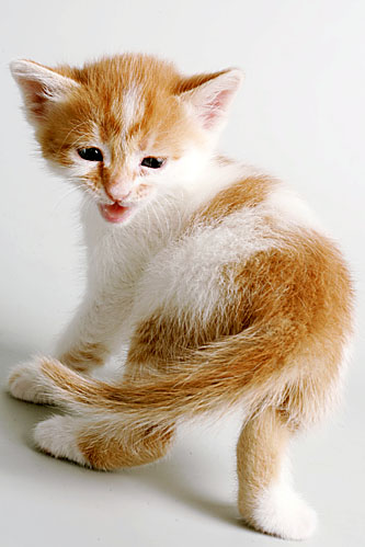 кот