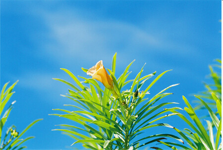 Yellow...