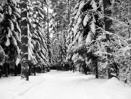 черно-белая природа