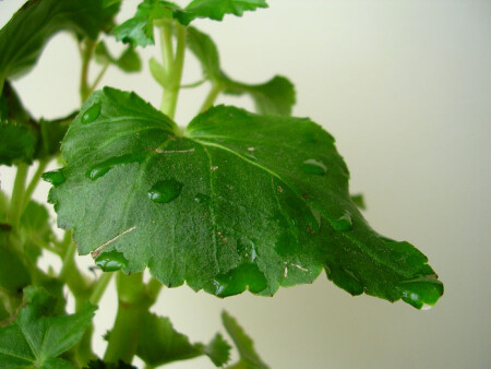 Лист бегонии