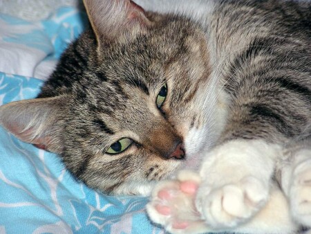 &amp;quot;Русская Бестыжая&amp;quot;