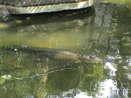 По улице ходила