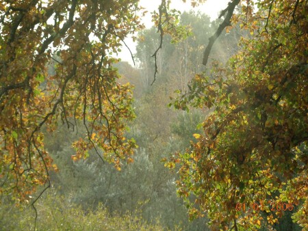 Окно в природу