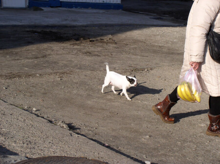 Голдный зверь