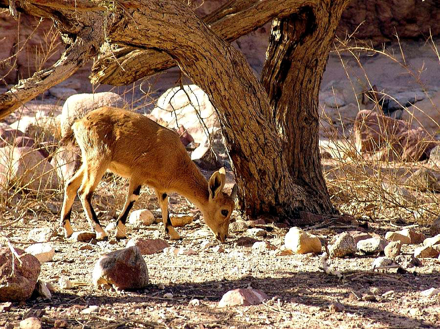 ISRAEL NATIONAL TRAIL в Эйлате (13)