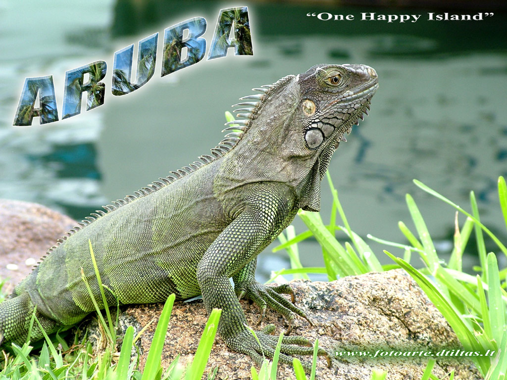 Iguana