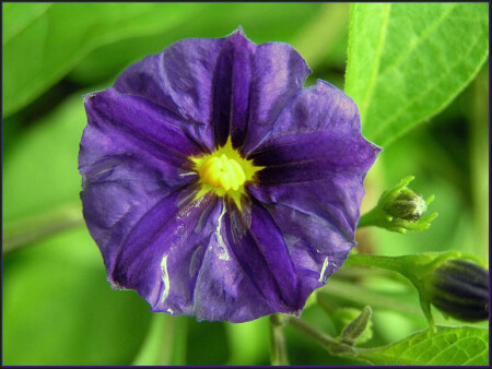 Ultra violet