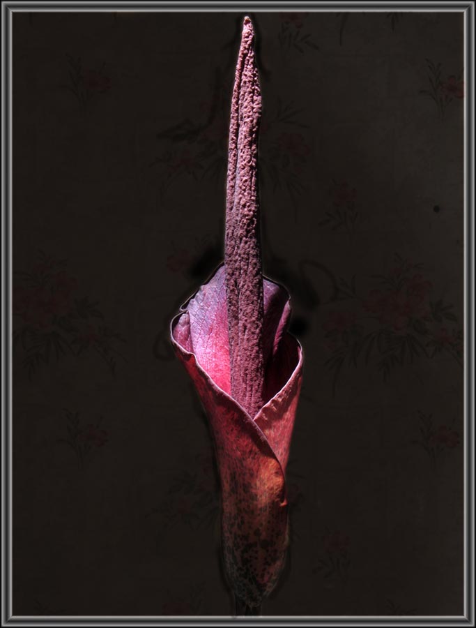 Amorphophallus