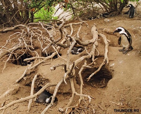 Найди десять пингвинов