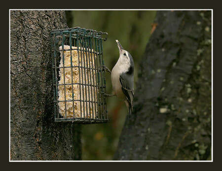The Bird