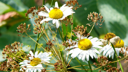 воспоминания о лете