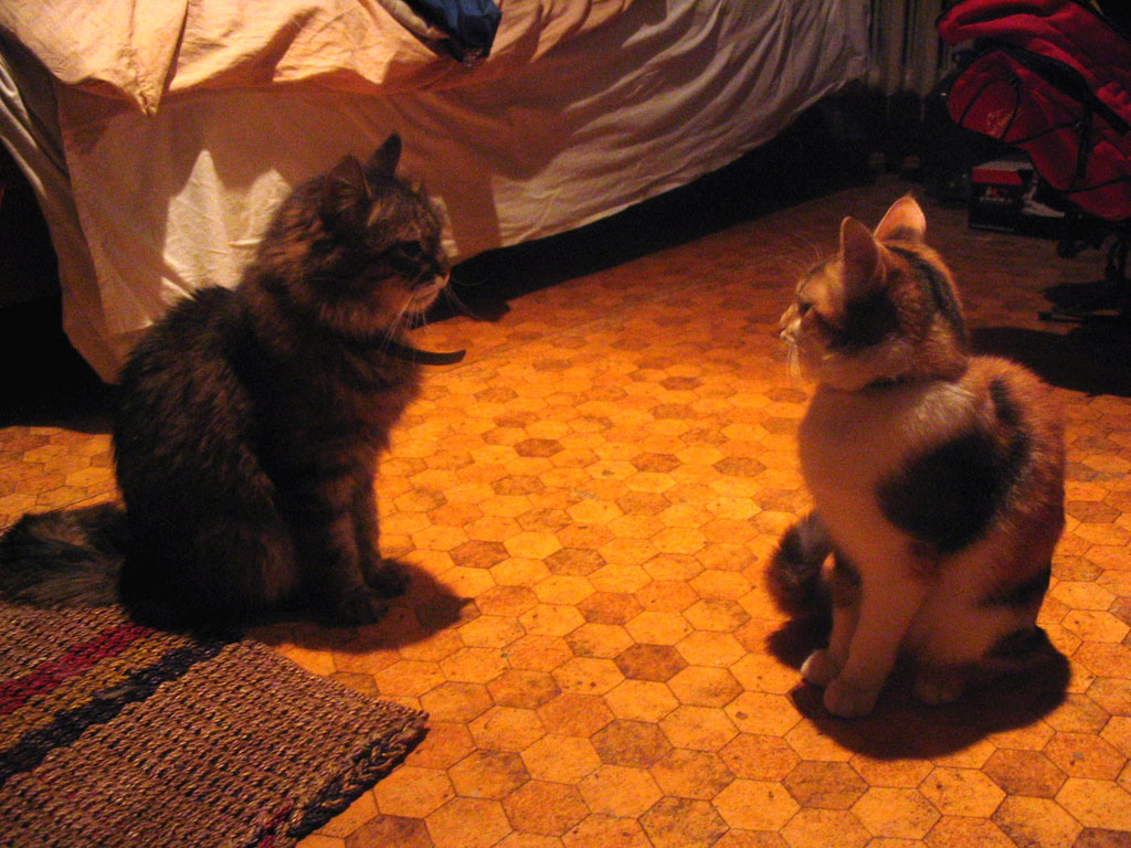 Why can't we be friends?