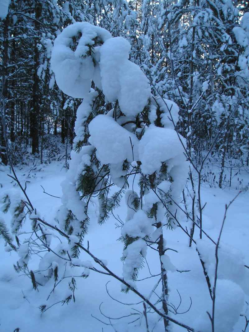 не по Сеньке шапка