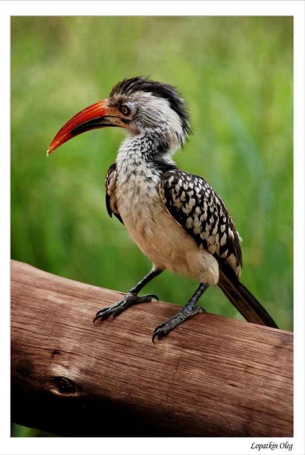 YellowBilled HornBill - Национальный парк Крюгера ЮАР