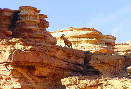 ISRAEL NATIONAL TRAIL в Эйлате (15)