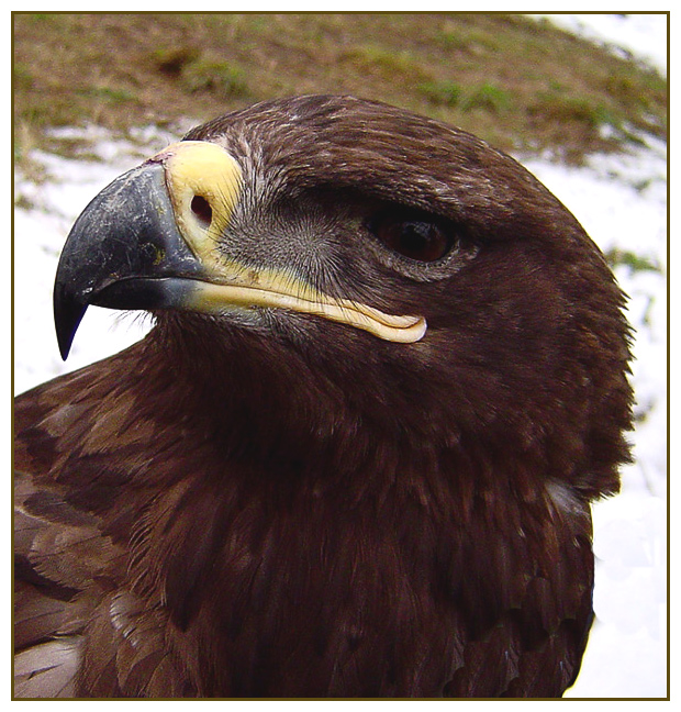 Степной орел. Aquila rapax Temminck
