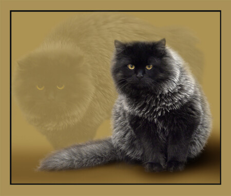 Кот