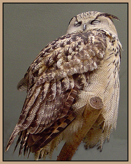 Дремлющий филин.Bubo bubo.