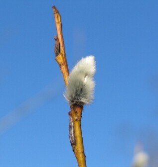 весна пришла