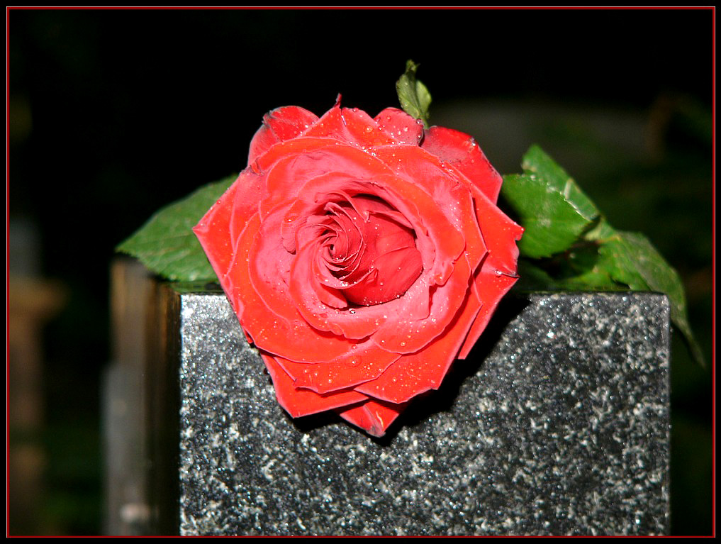 Rosa i kamen&quot;