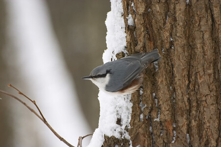 Поползень (2005 г.)