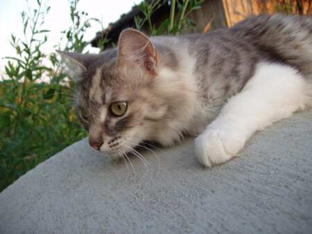 Вечерняя охота