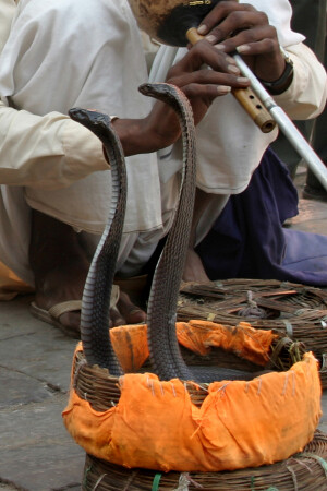 Под чужую дудку