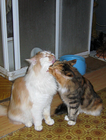 Который рыжий и огромный - это котенок.