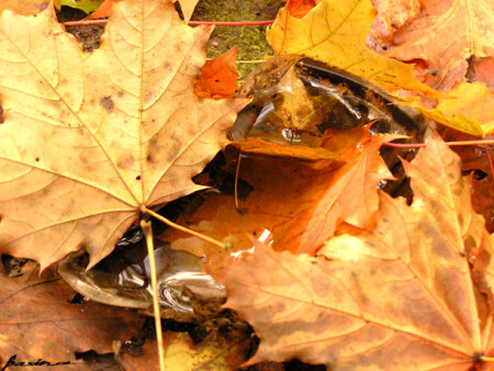 golden leavs