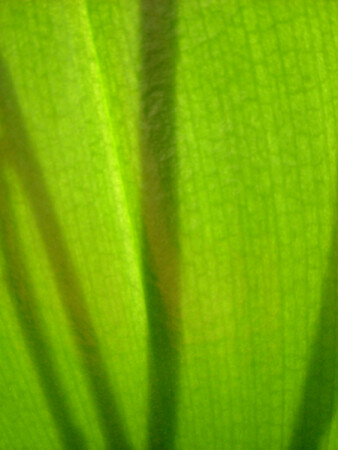 Зелёные лучики