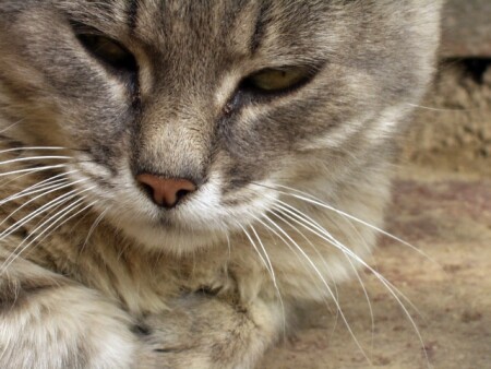 Дрема в летний полдень