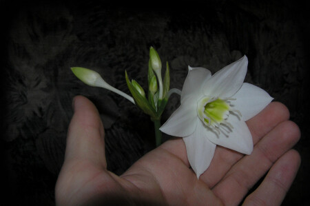 Прикосновение к прекрасному