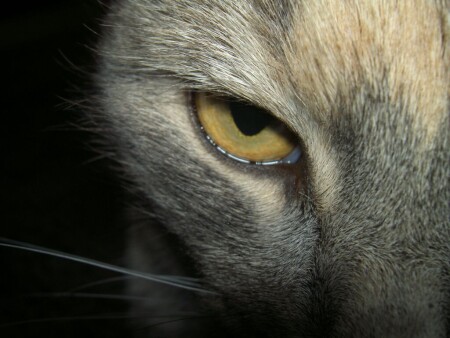 Ночной дозор...вышел из тьмы))