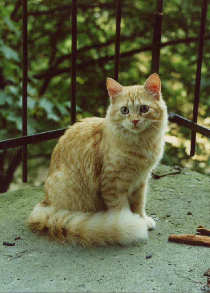Балкошка