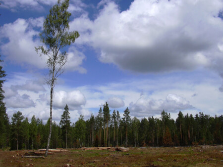 Просека