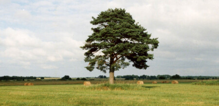 У деревьев тоже есть одиночество