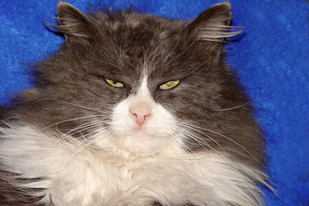 толстый и ленивый