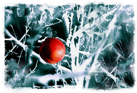 плод познания добра и зла