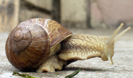 *Виноградная улитка*