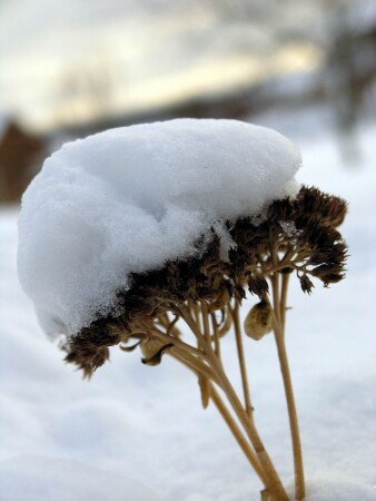 зимний гриб