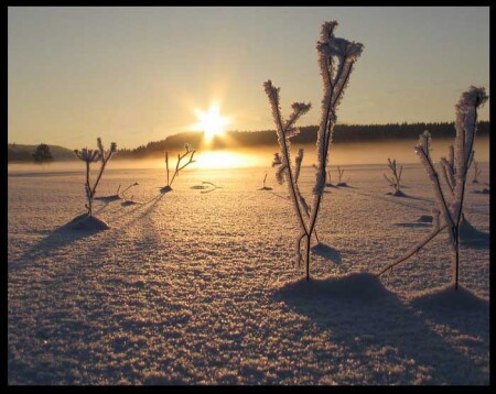 Палящее солнце 