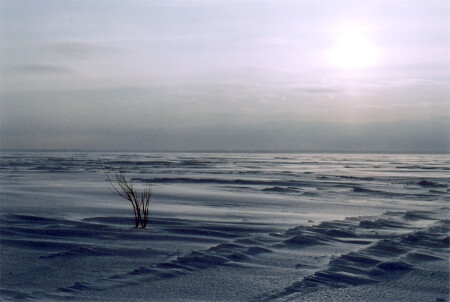 Цветок пустыни