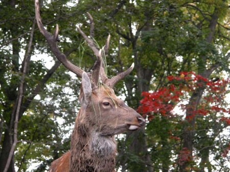 Царь зверей