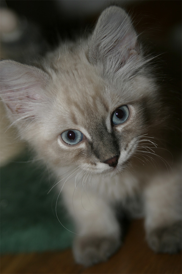 Кот