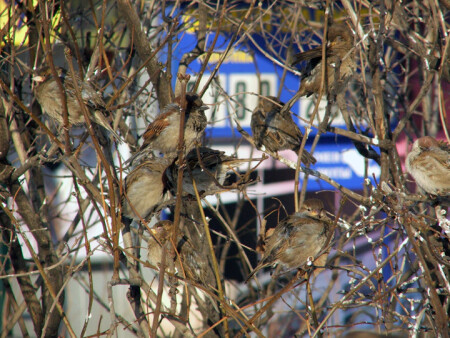 Куст 2. Зимовка.